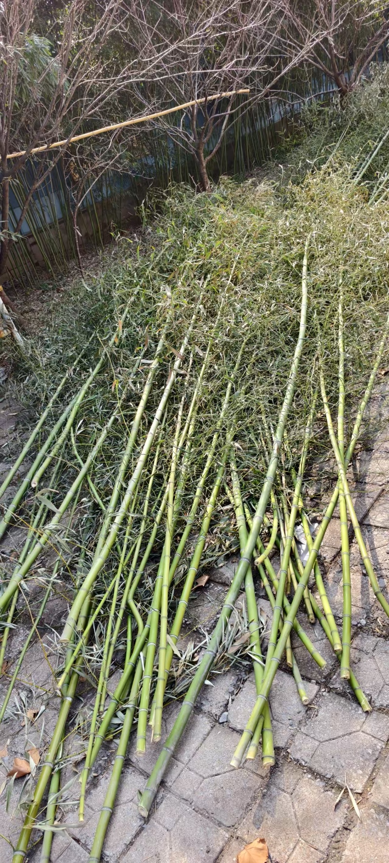 竹竿