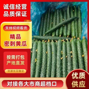 【精品】黄瓜密刺/黑油亮黄瓜质量保证对接全国各地