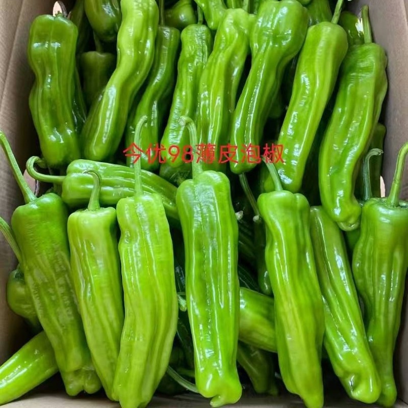 （今优98）薄皮泡椒壹代杂交中早熟产量高品质佳