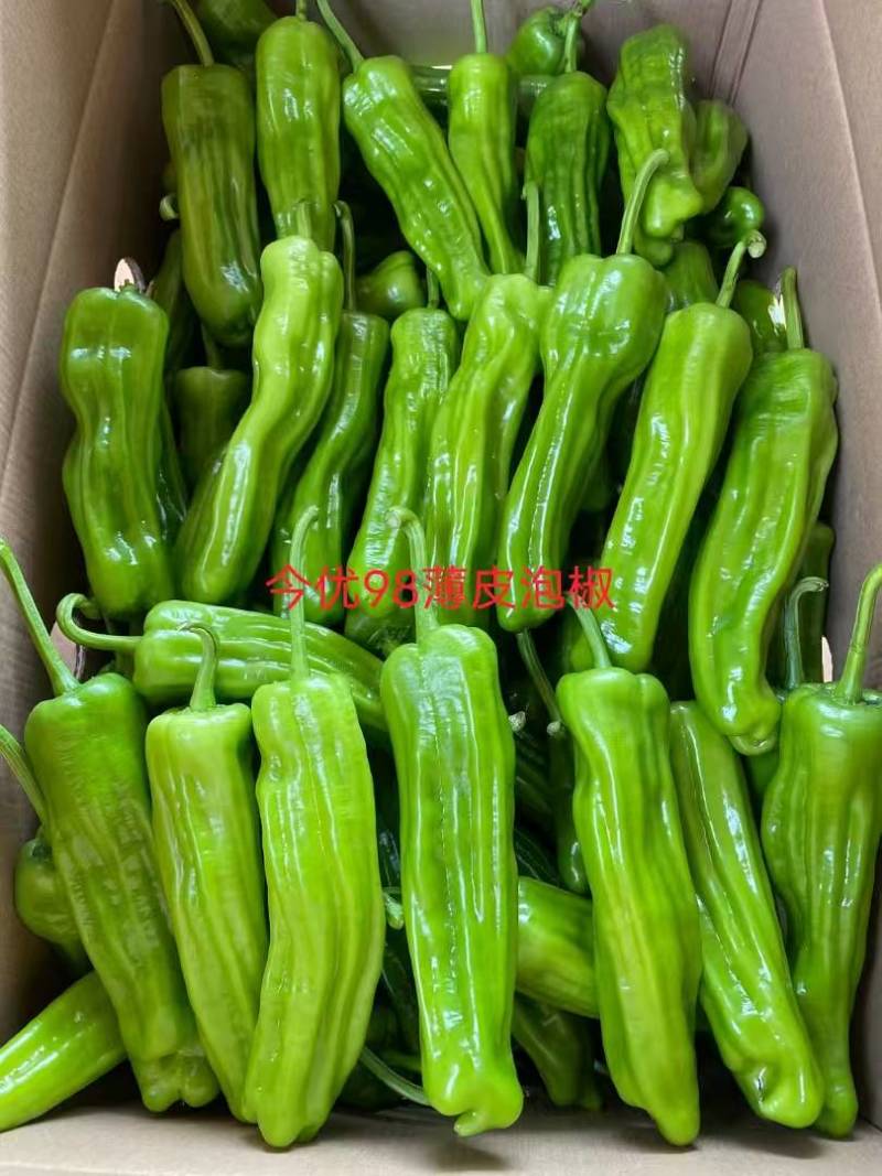 （今优98）薄皮泡椒壹代杂交中早熟产量高品质佳