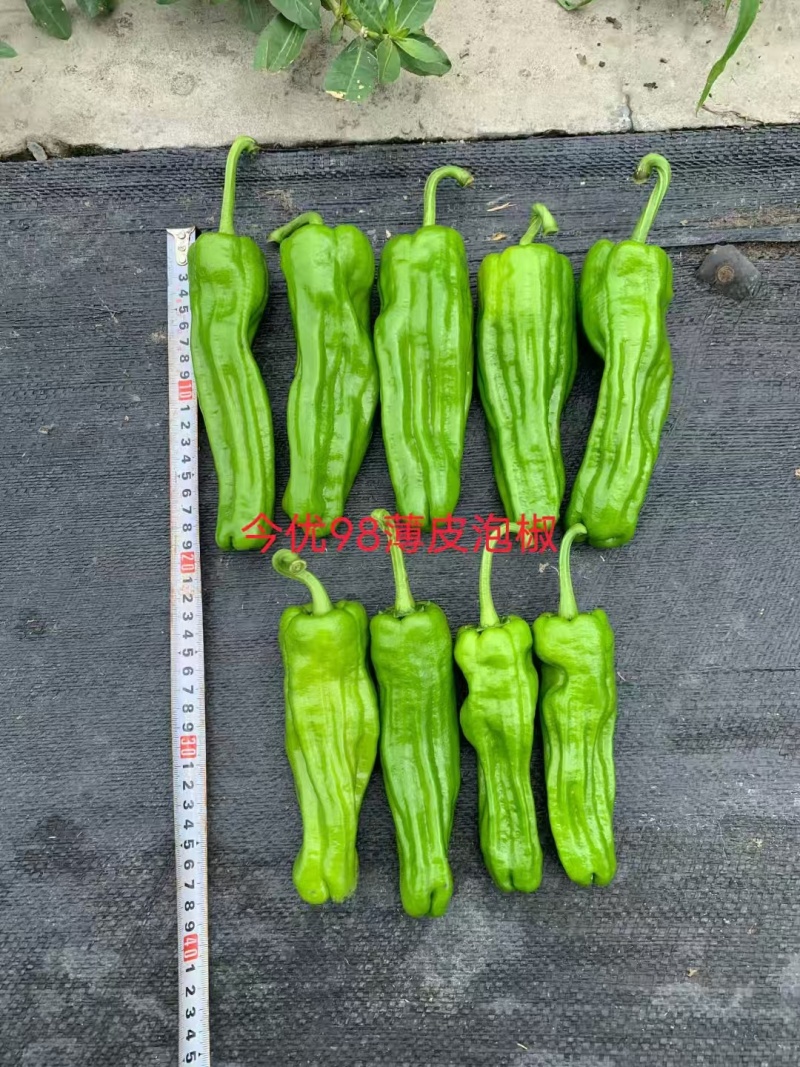 （今优98）薄皮泡椒壹代杂交中早熟产量高品质佳