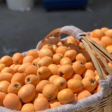 枇杷，