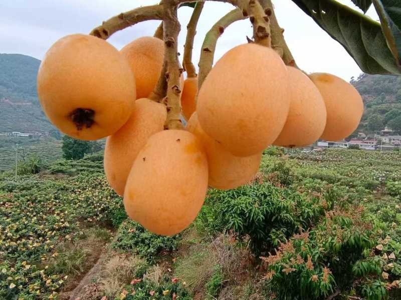 枇杷，