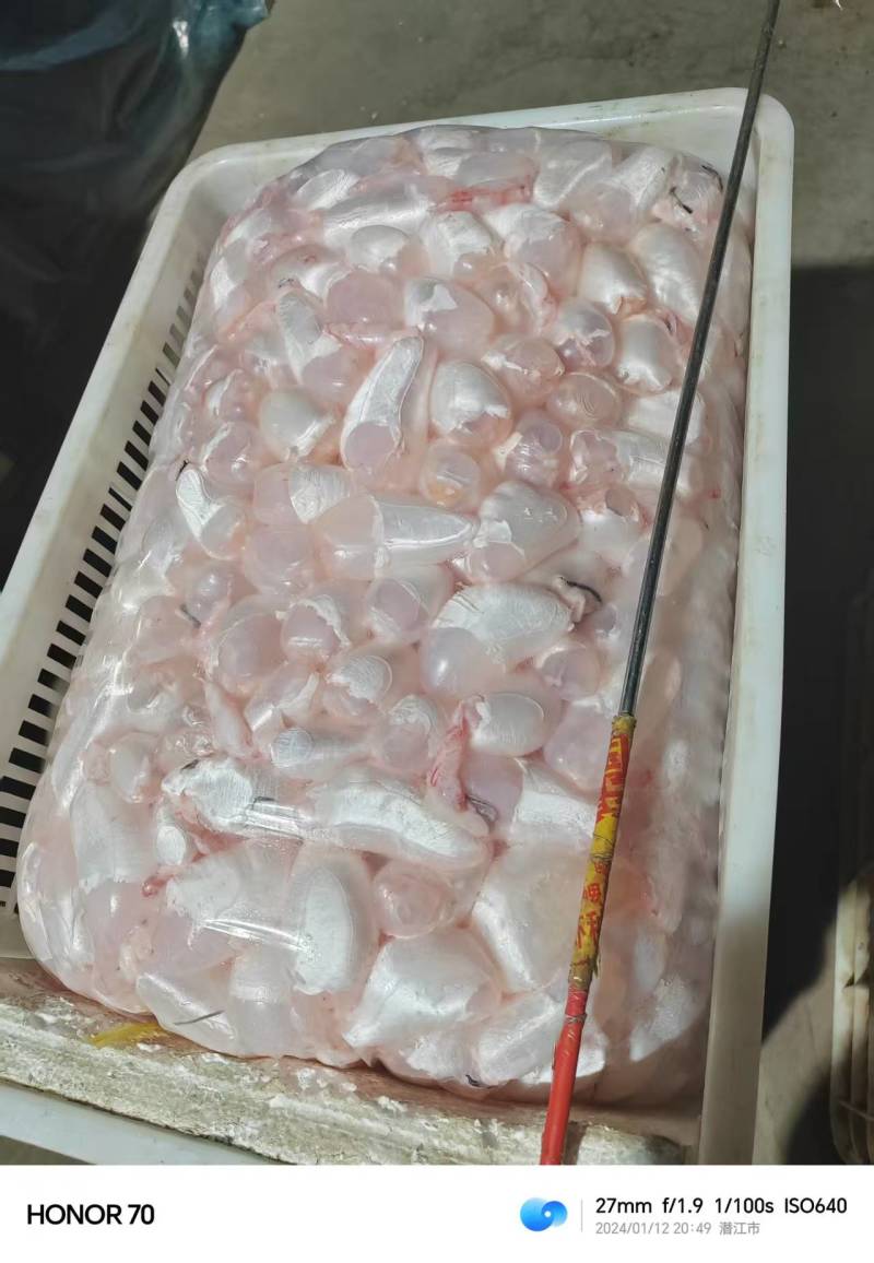 潜江鱼泡鱼鳔大量有货，一手货源产地直发，欢迎咨询