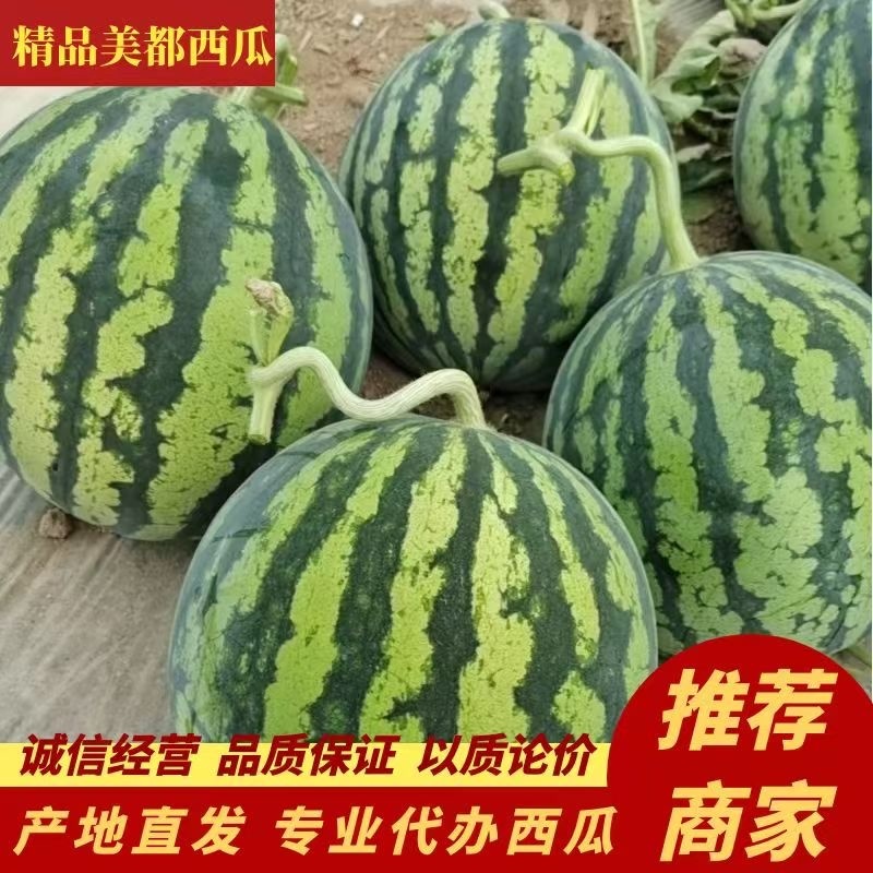 【实力优选】云南美都西瓜-皮薄瓜甜-可对接市场商超