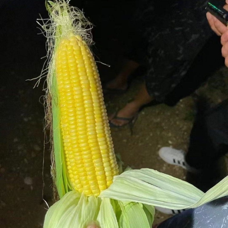 广东精品水果玉米产地直发品质保证量大从优一手货源