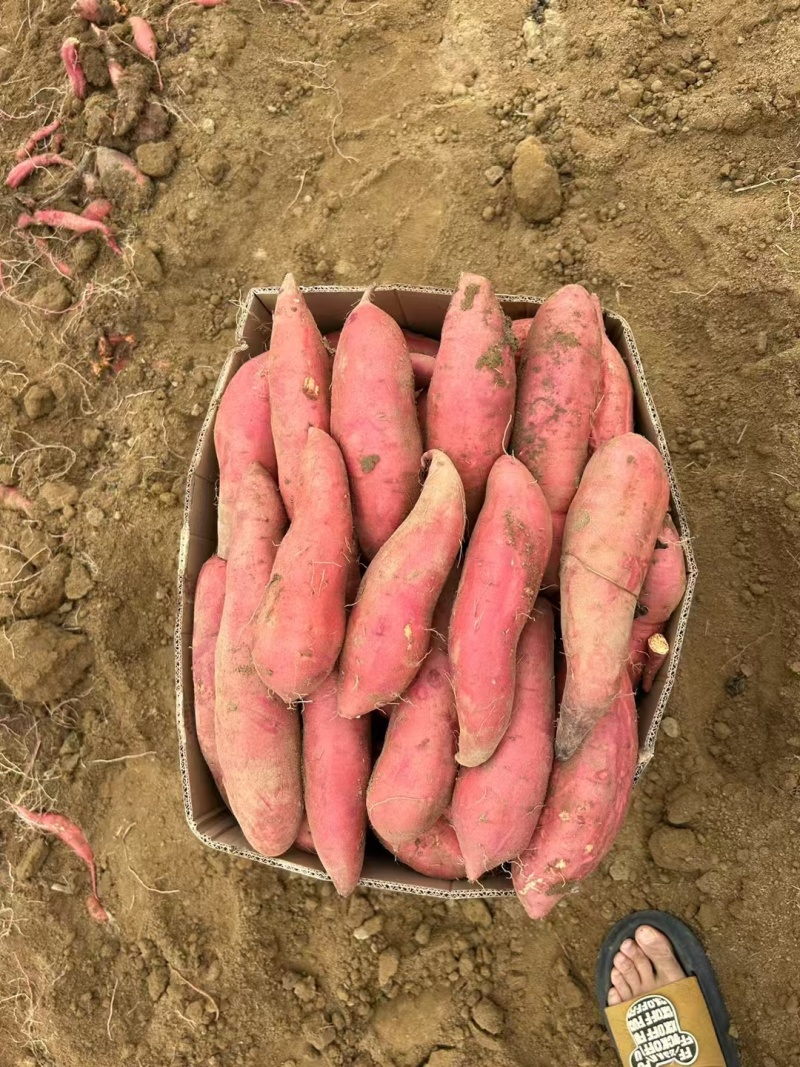 广东精品西瓜红红薯大量上市品质保证一手货源欢迎联系