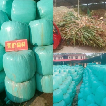 新鲜青储玉米全株打包好质量保证大量供应欢迎联系