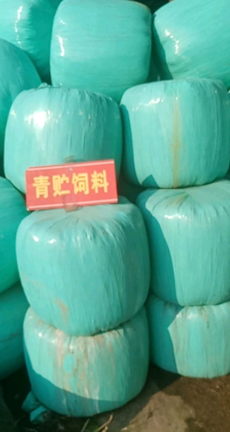 新鲜青储玉米全株打包好质量保证大量供应欢迎联系