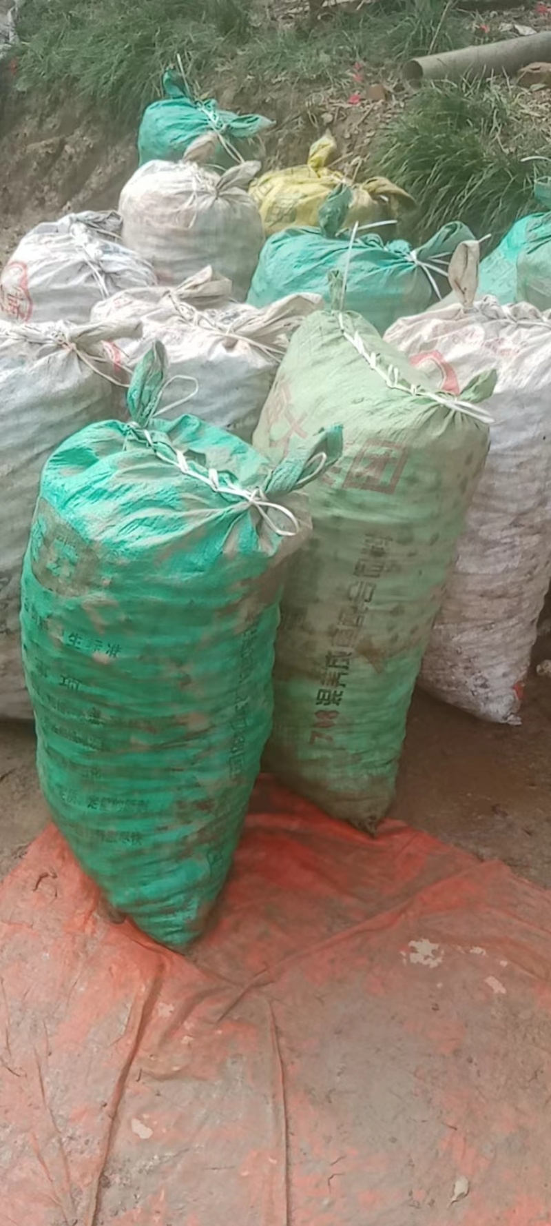 湖南毛马蹄荸荠大量供货供全国电商市场平台欢迎联