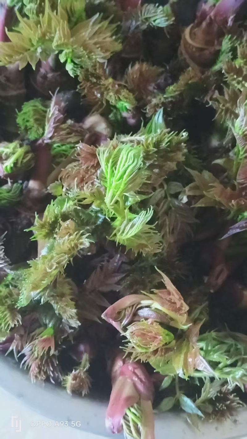 刺老芽