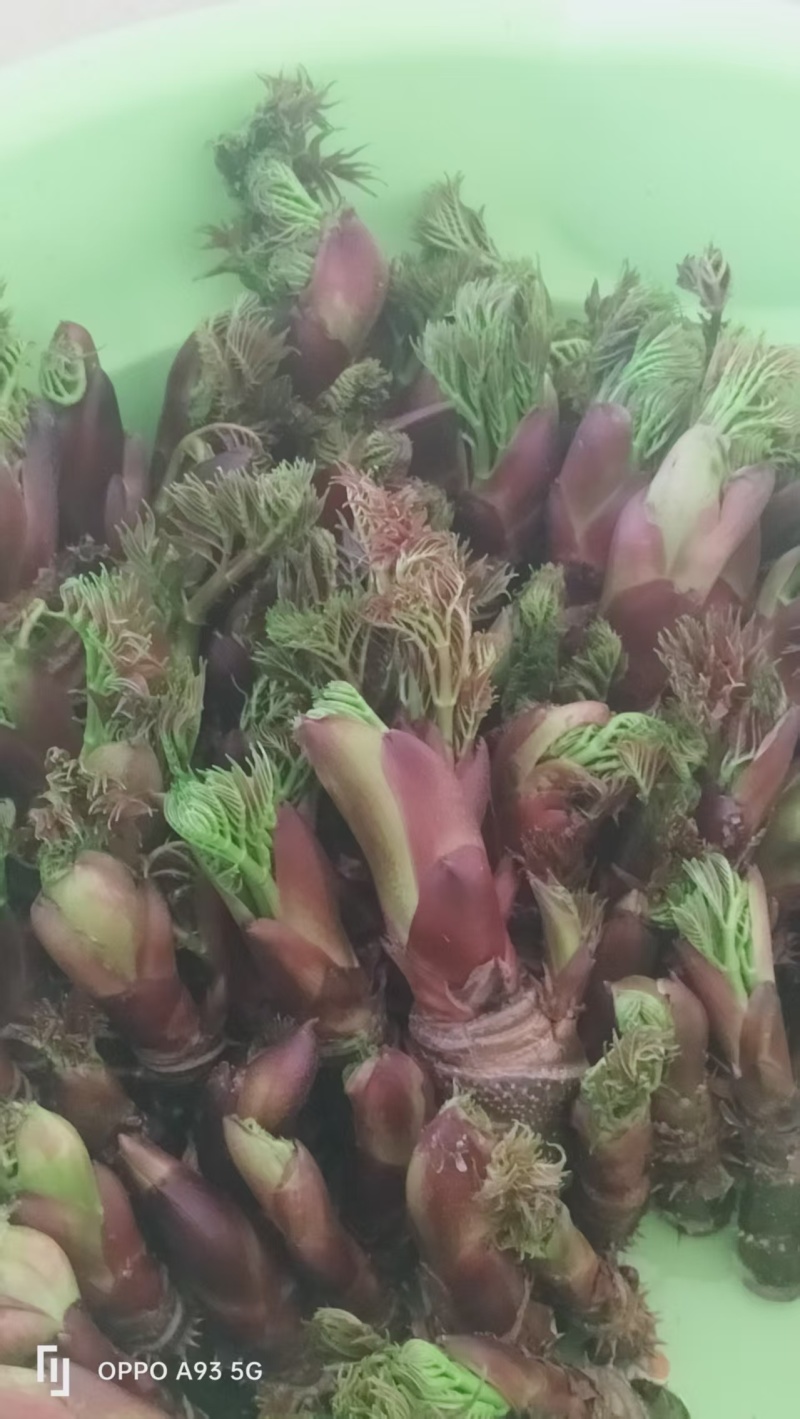刺老芽