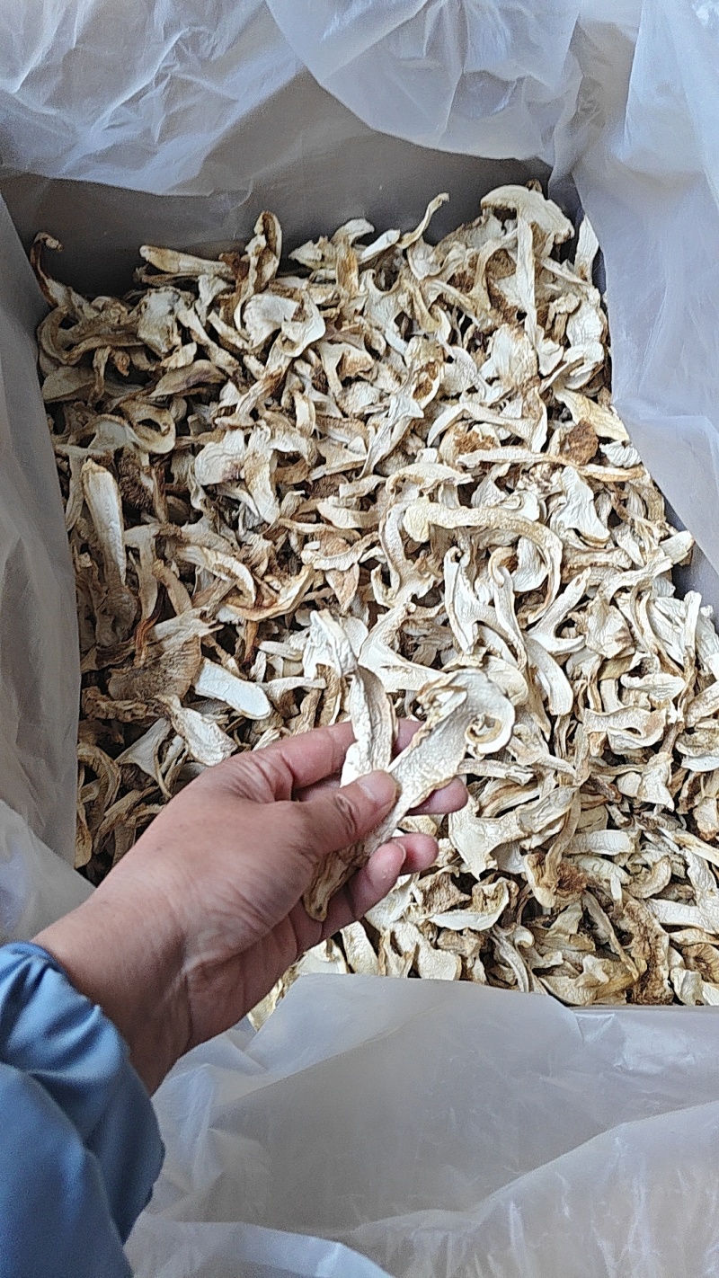 去皮松茸干片