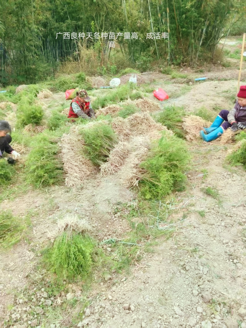 广西良种天冬直供可视频现挖高产量成活率高薯仔多有塑源基地