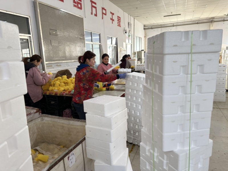山东黄金维纳斯苹果脆甜爆汁可对接平台一件代发