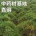 广西良种天冬直供可视频现挖高产量成活率高薯仔多有塑源基地