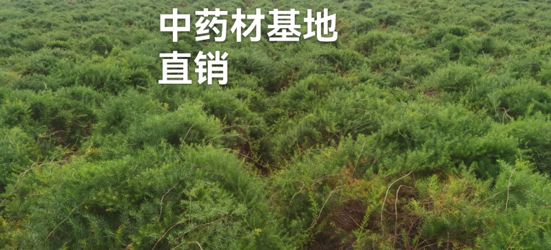 广西良种天冬直供可视频现挖高产量成活率高薯仔多有塑源基地