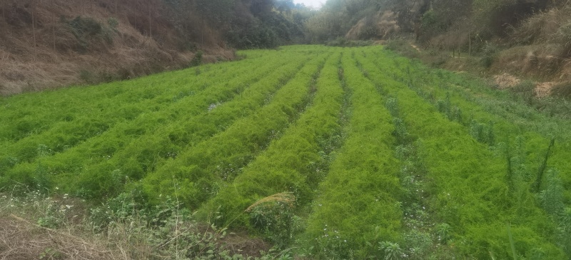 广西良种天冬直供可视频现挖高产量成活率高薯仔多有塑源基地