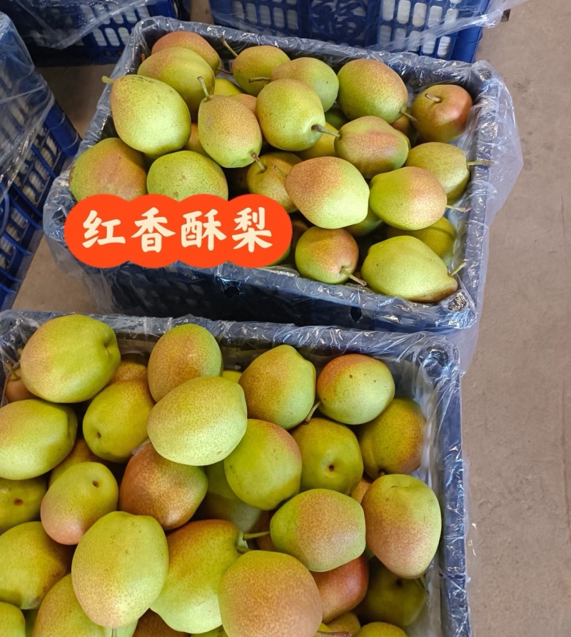 《红香酥梨》陕西酥梨/现货供应/箱装筐装/全国发货一条龙