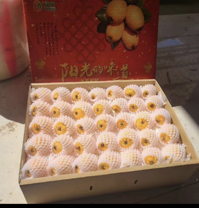 正宗米易大五星高山枇杷