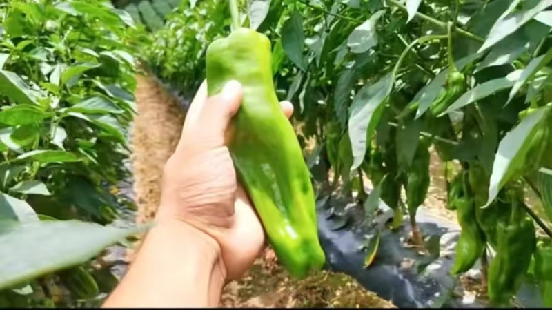 （宝优王薄皮泡椒）早熟皮薄嫩脆淡绿色有光泽丰产