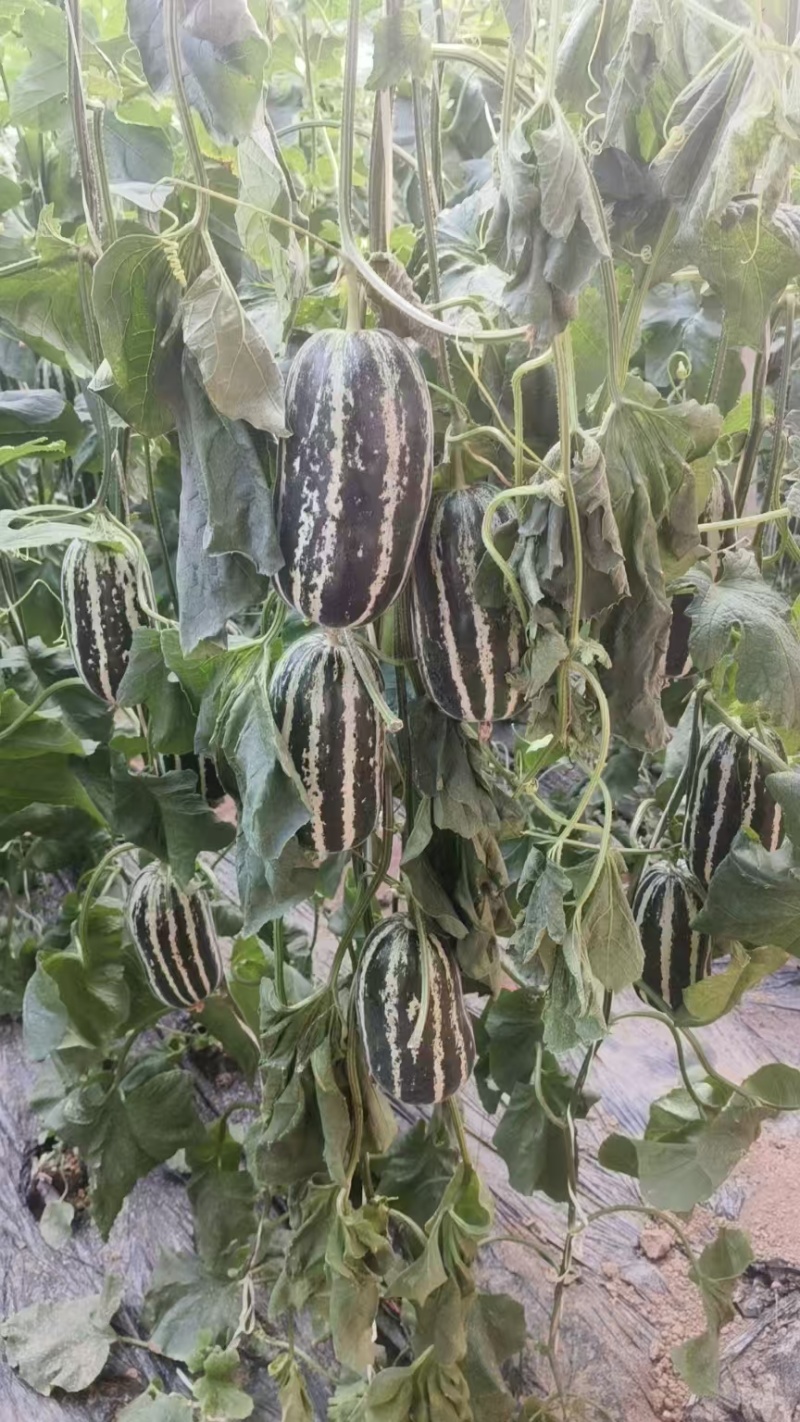 大量有货