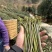 贵州野生蕨菜
