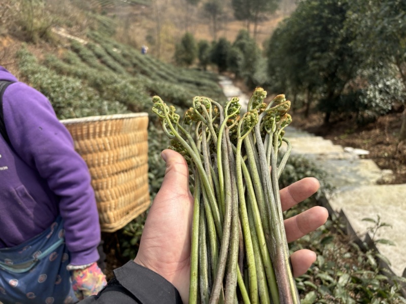 贵州野生蕨菜