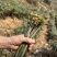 贵州野生蕨菜