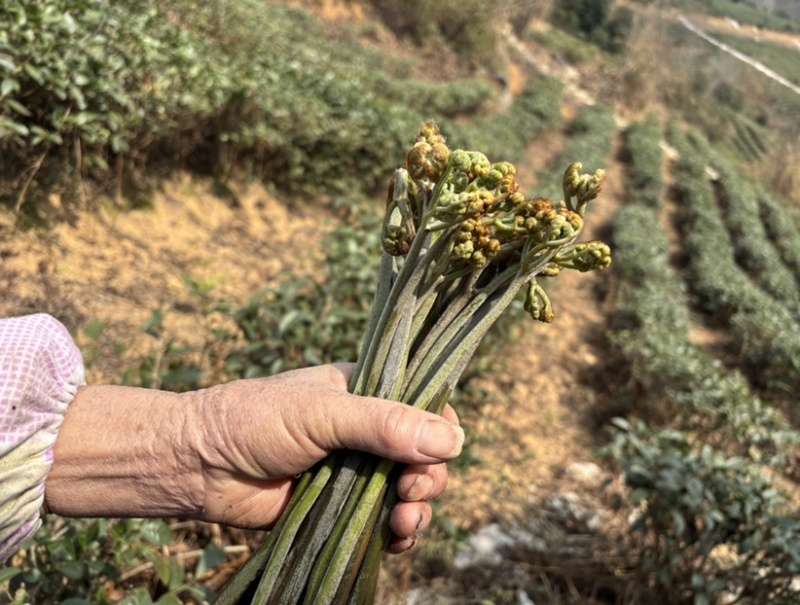 贵州野生蕨菜