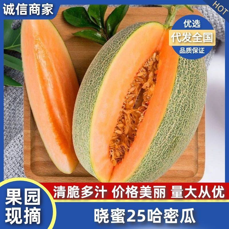 【优选】海南哈密瓜爆甜多汁海南直达代发全国