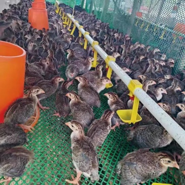 半斤左右珍珠鸡苗，半大脱温苗，包疫苗，不含运费