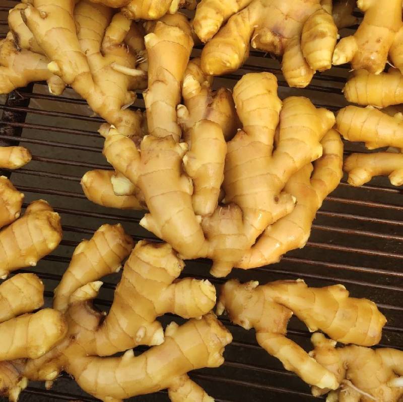 山东精品生姜大量出窖水洗加工规格齐全欢迎咨询姜厂