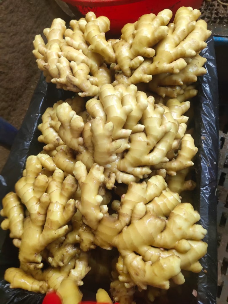 山东精品生姜大量出窖水洗加工规格齐全欢迎咨询姜厂