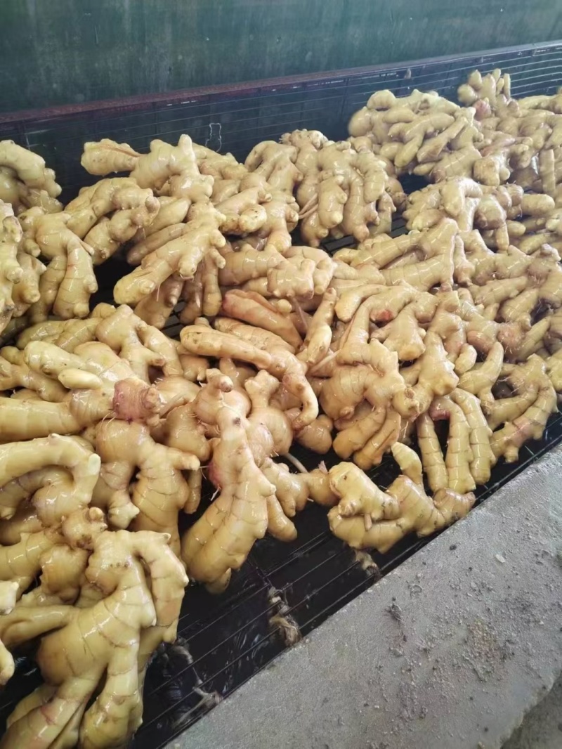 山东精品生姜大量出窖水洗加工规格齐全欢迎咨询姜厂