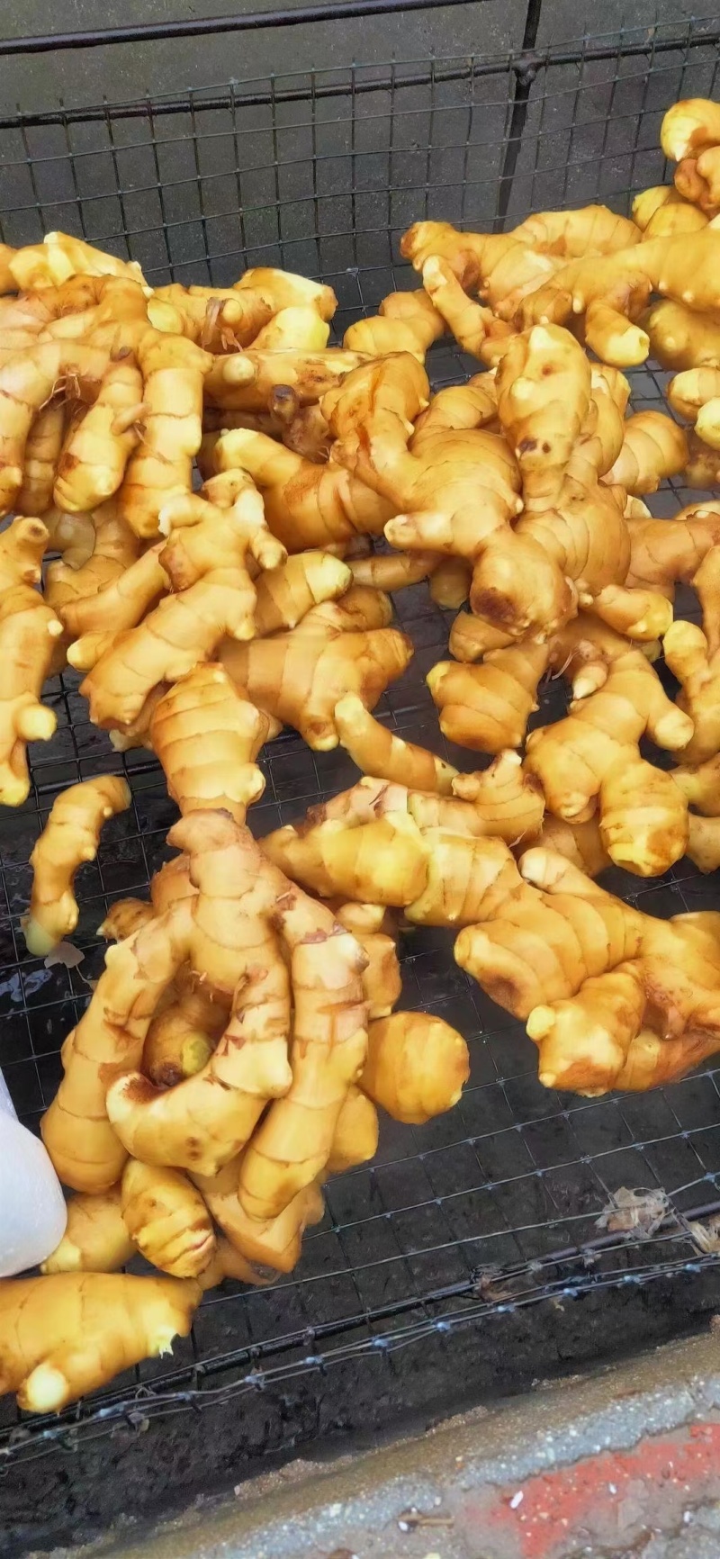 山东精品生姜大量出窖水洗加工规格齐全欢迎咨询姜厂