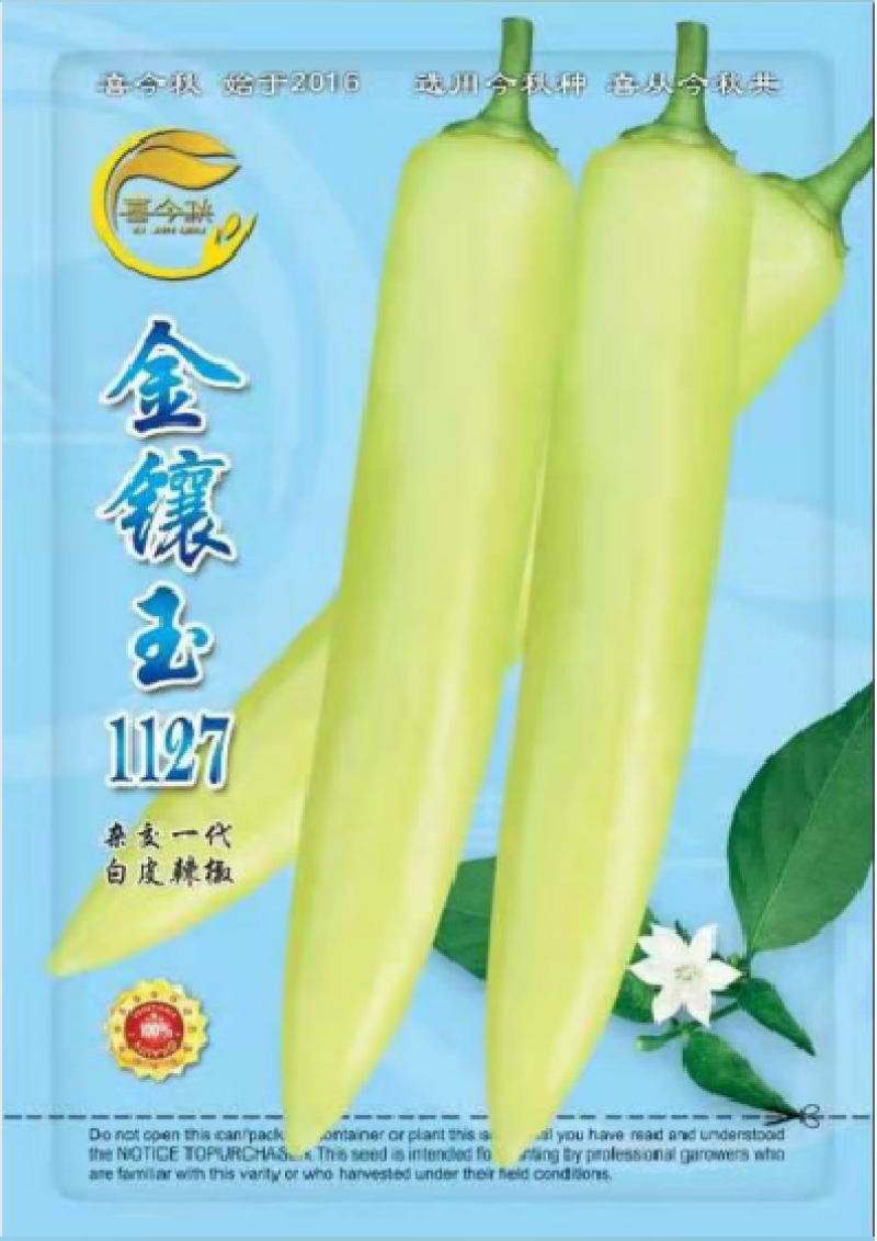 【金镶玉1127白皮辣椒】中熟大果高产适合腌制加工