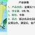 【金镶玉1127白皮辣椒】中熟大果高产适合腌制加工