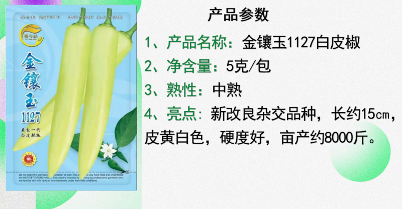 【金镶玉1127白皮辣椒】中熟大果高产适合腌制加工