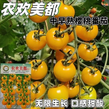 农欢美都黄小番茄种子椭圆果无限生长型小西红柿种籽硬度好耐