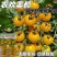 农欢美都黄小番茄种子椭圆果无限生长型小西红柿种籽硬度好耐
