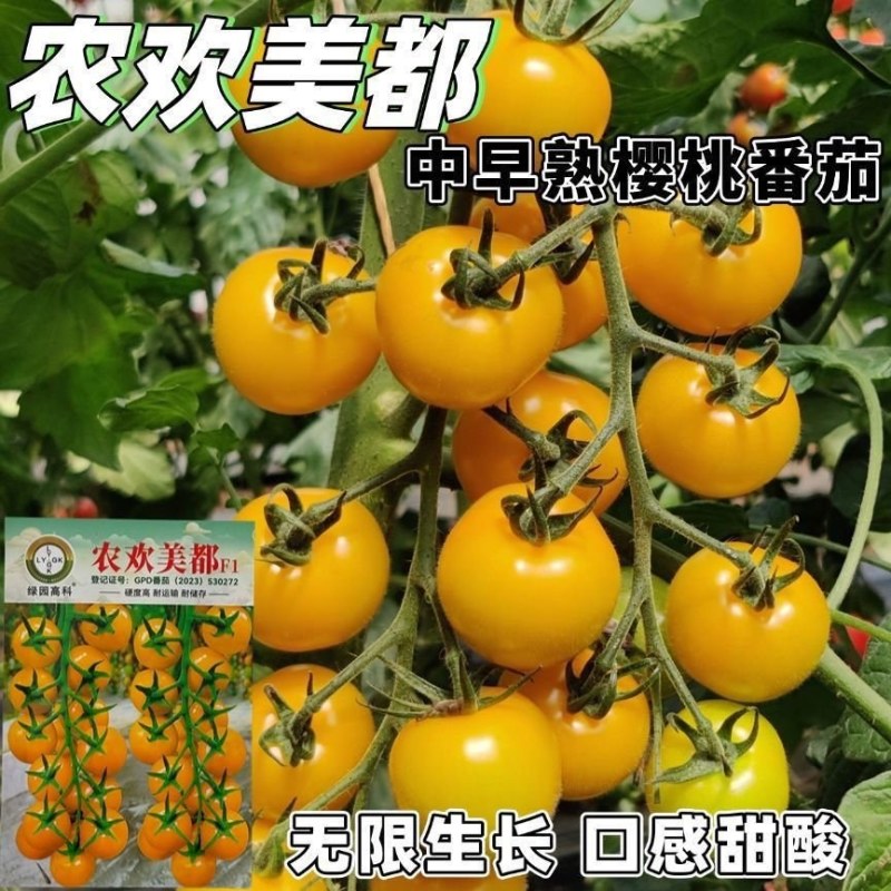 农欢美都黄小番茄种子椭圆果无限生长型小西红柿种籽硬度好耐