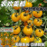 农欢美都黄小番茄种子椭圆果无限生长型小西红柿种籽硬度好耐