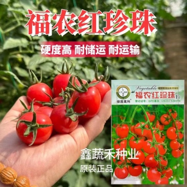 福农红珍珠圣女果种籽早熟口感型