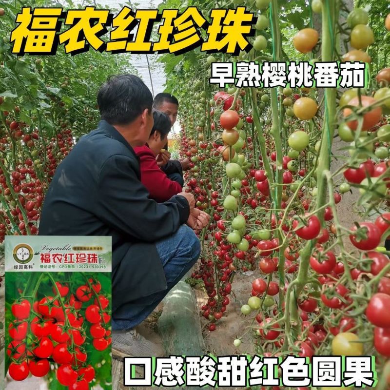 福农红珍珠圣女果种籽早熟口感型