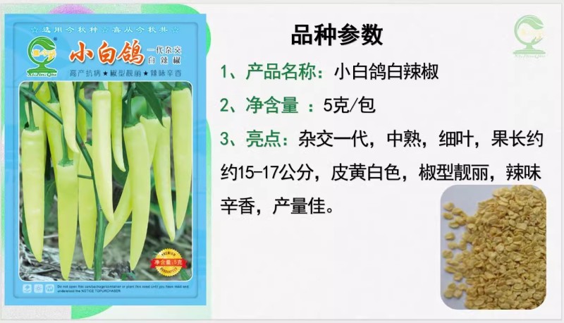 【小白鸽】杂交一代中熟皮黄白色椒型靓丽辛香产量佳