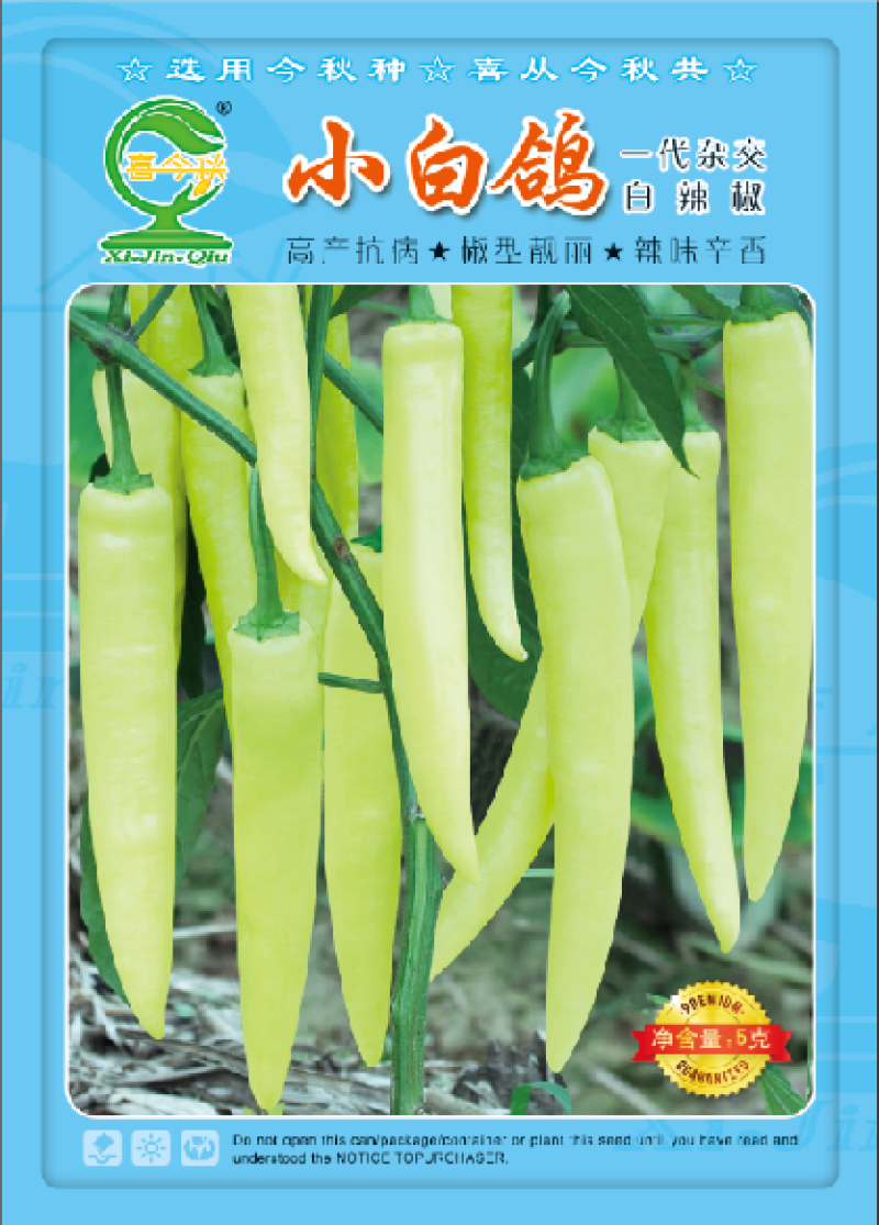 【小白鸽】杂交一代中熟皮黄白色椒型靓丽辛香产量佳