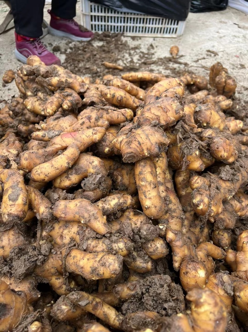 生姜大黄姜窖藏洞藏泥姜商超电商货坏烂包赔代发全国