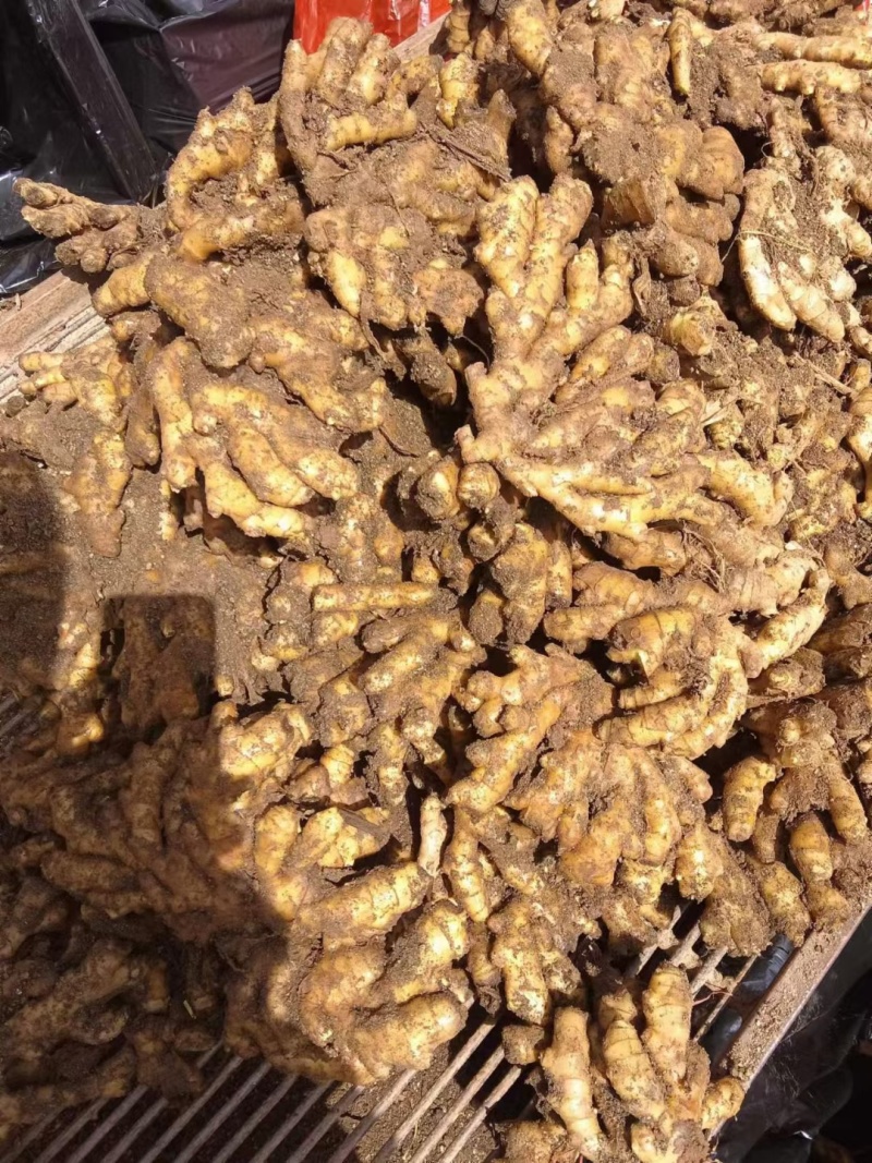 生姜大黄姜窖藏洞藏泥姜商超电商货坏烂包赔代发全国