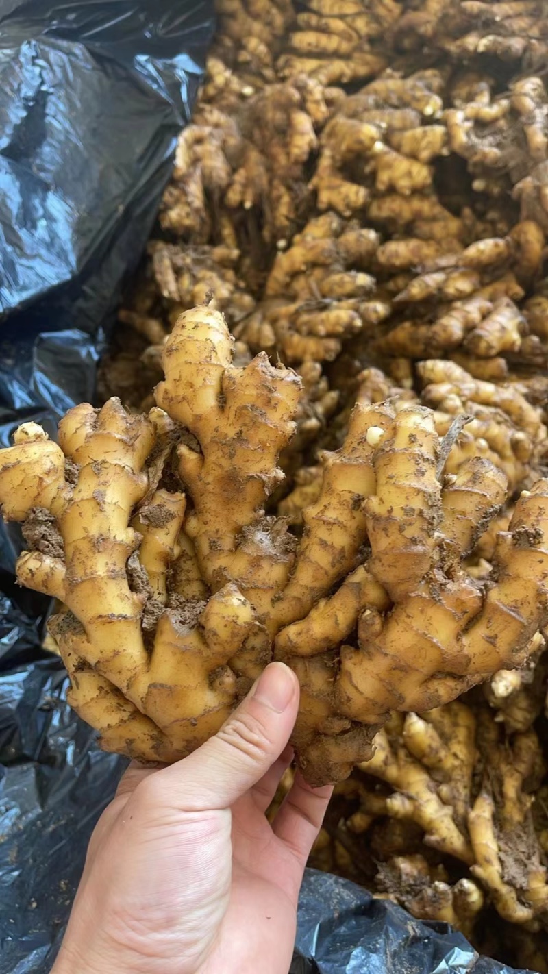 生姜大黄姜窖藏洞藏泥姜商超电商货坏烂包赔代发全国
